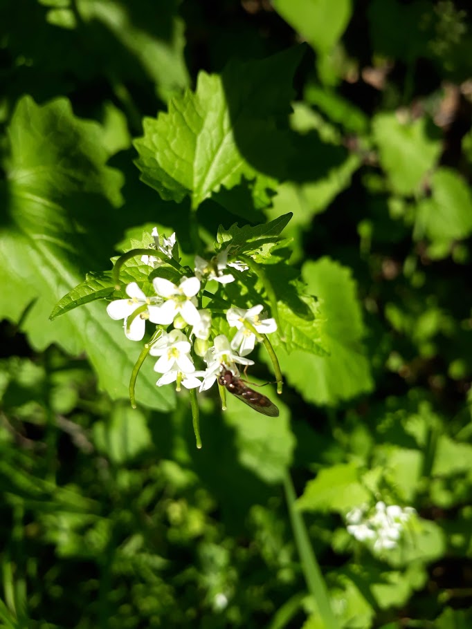 Annexe Alliaire fleur 2.jpg