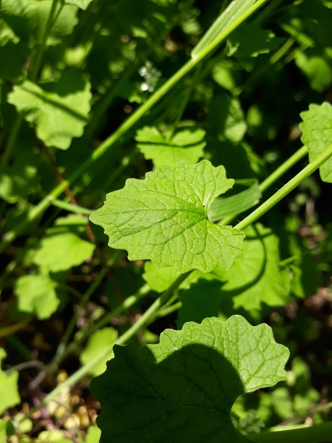 Annexe alliaire feuille.jpg