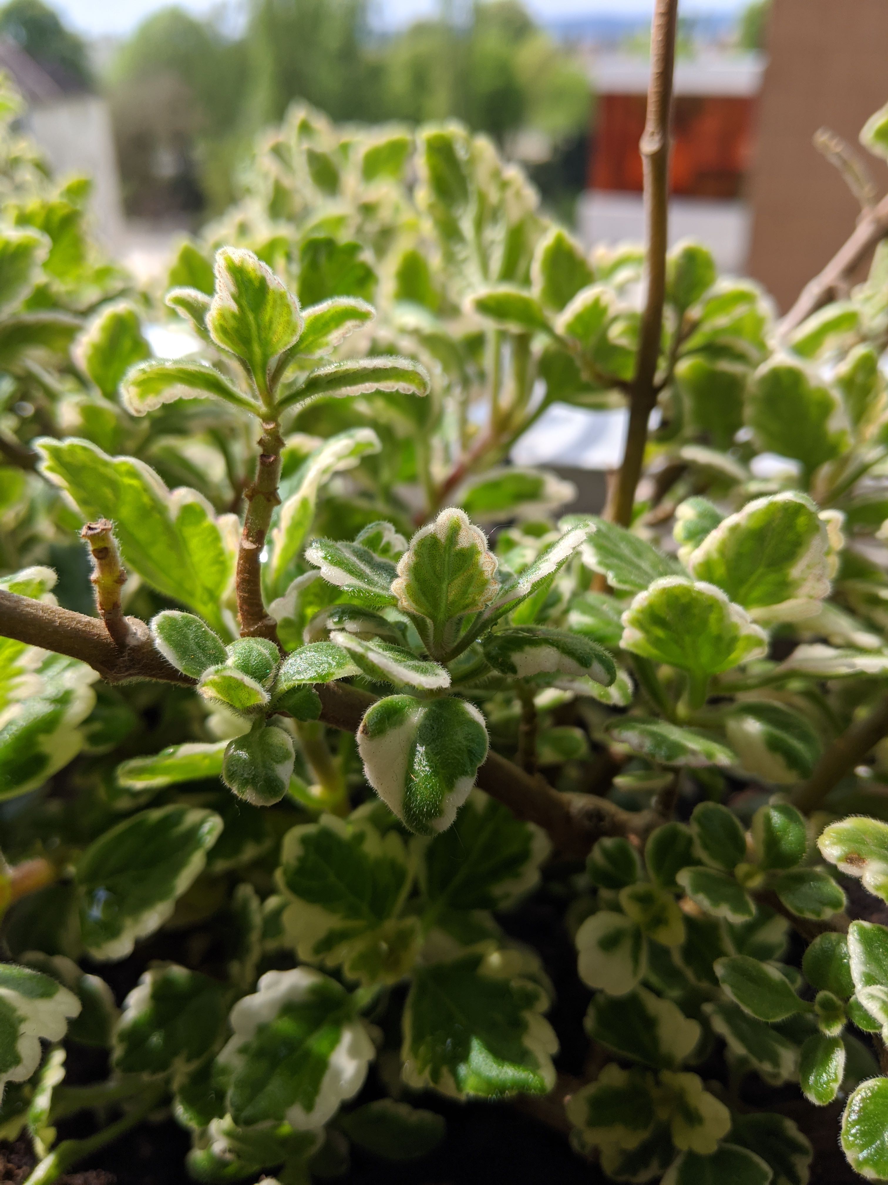 Annexe MVIMG_20200412_130732.jpg