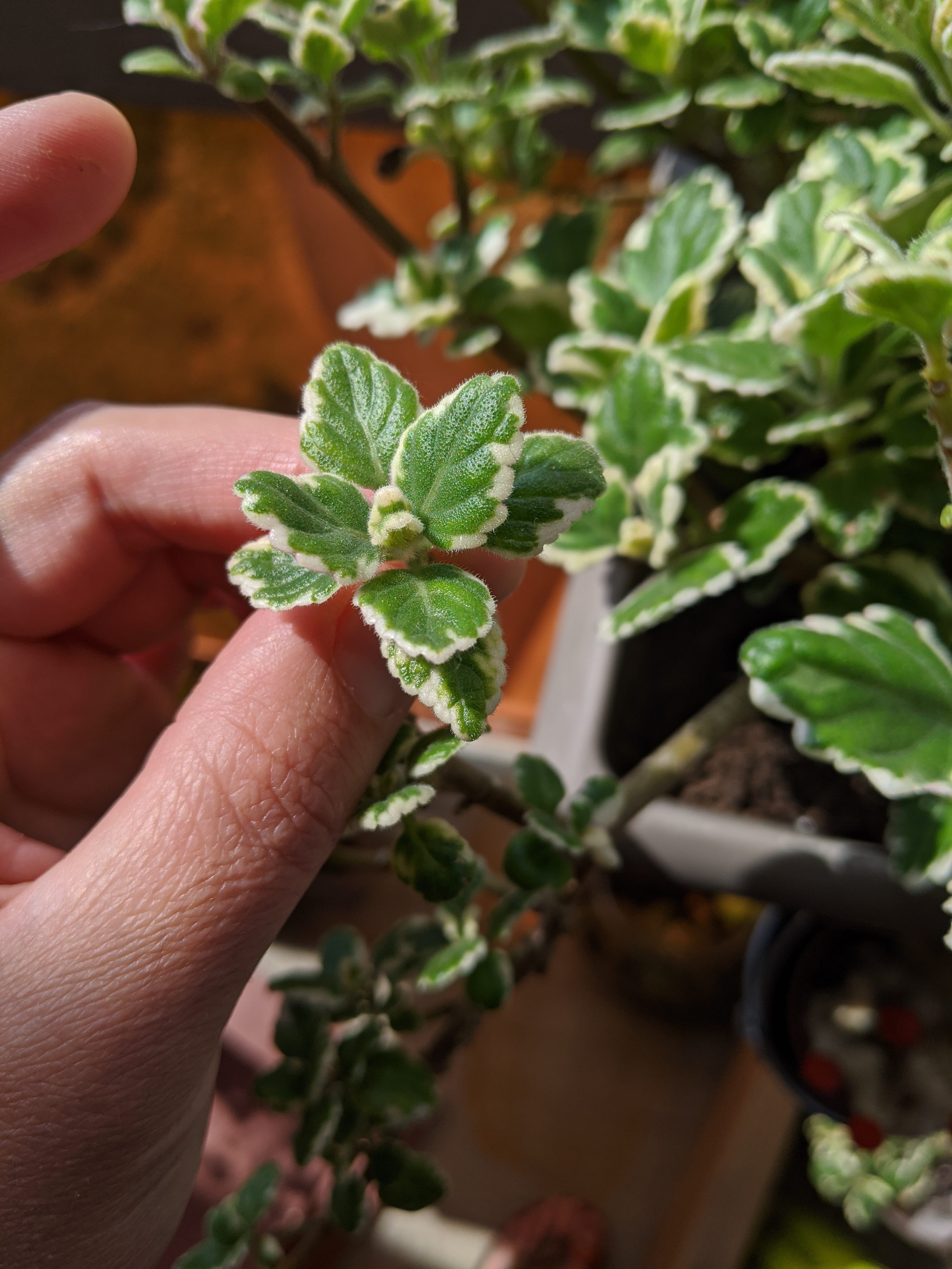 Annexe MVIMG_20200412_130743.jpg