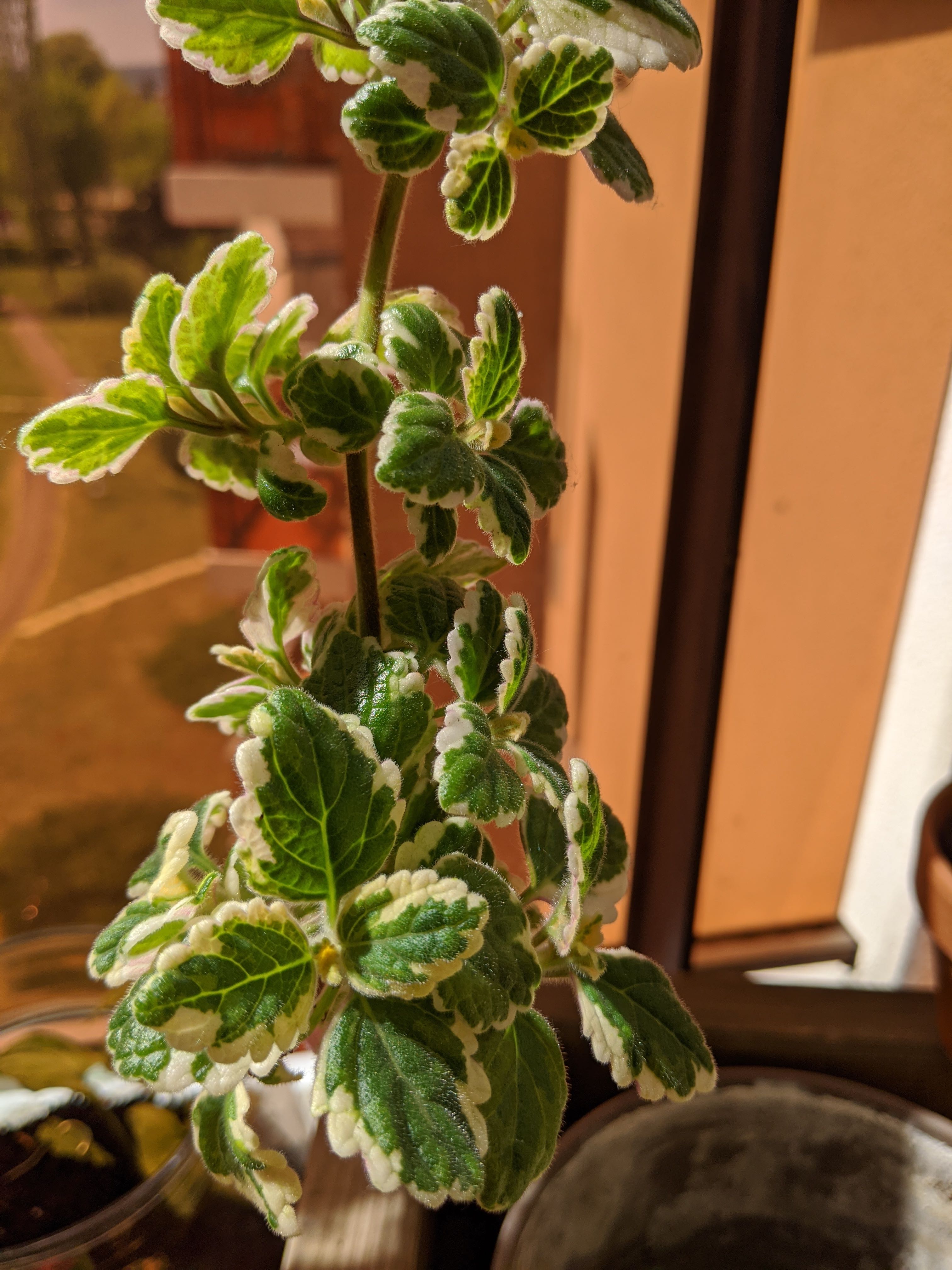 Annexe MVIMG_20200412_130814.jpg