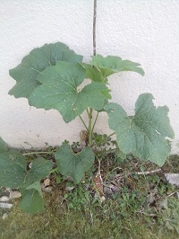 Annexe IMG_20200412_125235.jpg