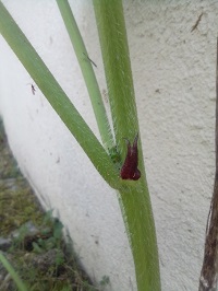 Annexe IMG_20200412_125400.jpg