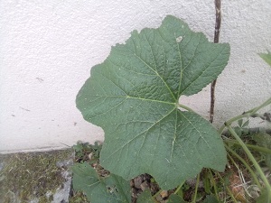 Annexe IMG_20200412_125834.jpg