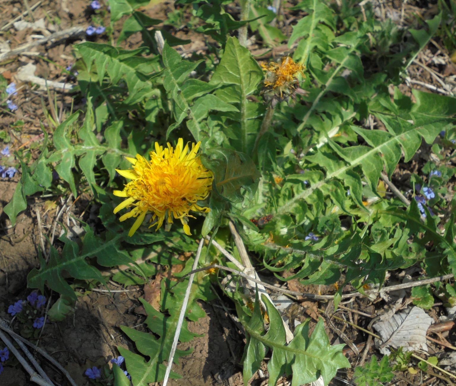 Annexe DSC07868j.JPG