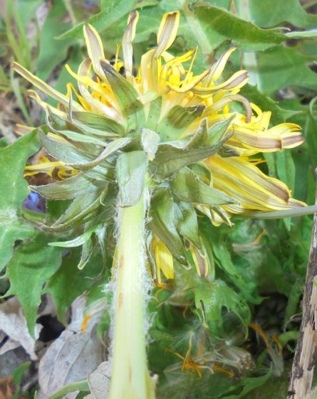 Annexe involucre.JPG