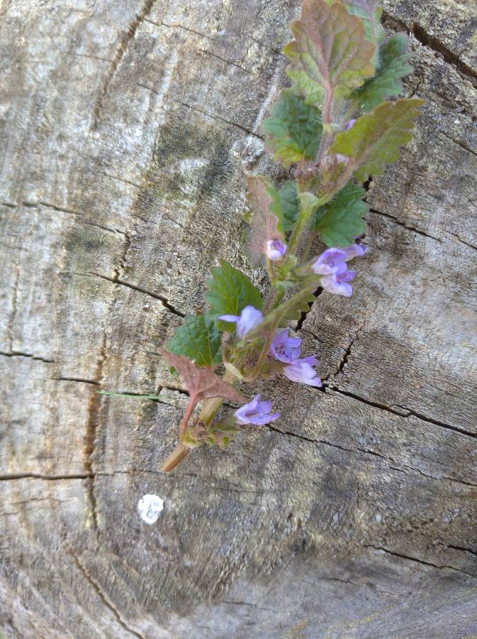 Annexe 1586696378722.JPEG