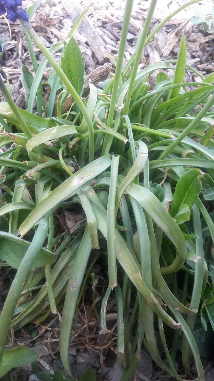 Annexe Feuilles muscaris.jpg