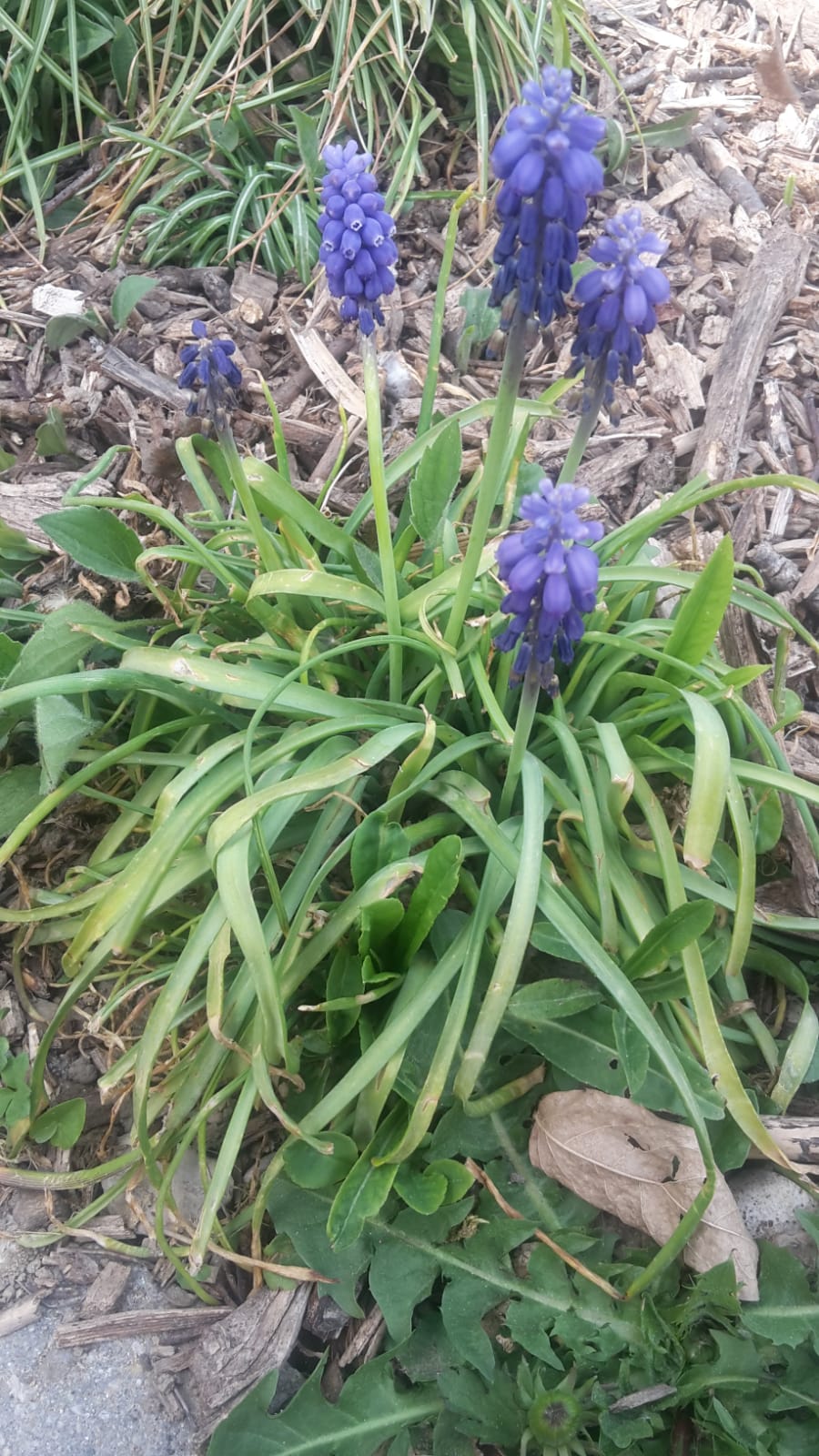 Annexe Muscarisbis.jpg