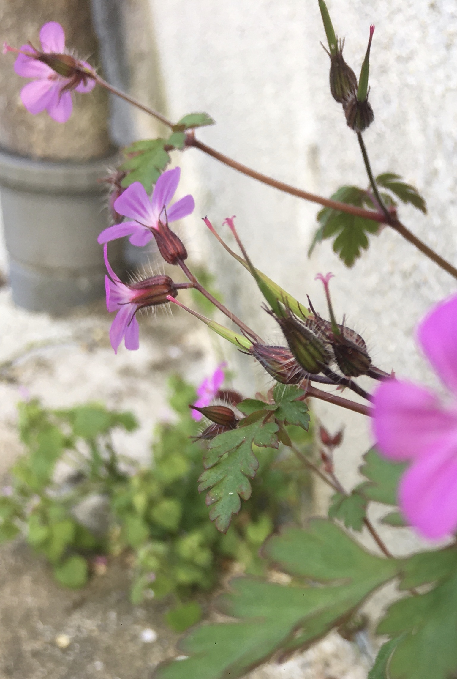 Annexe IMG_9774 2.jpg