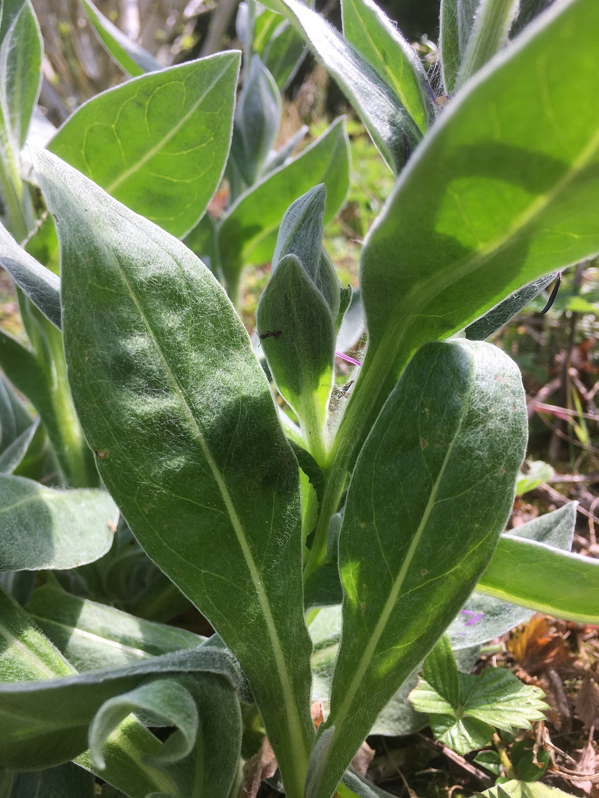 Annexe Feuillage.jpg