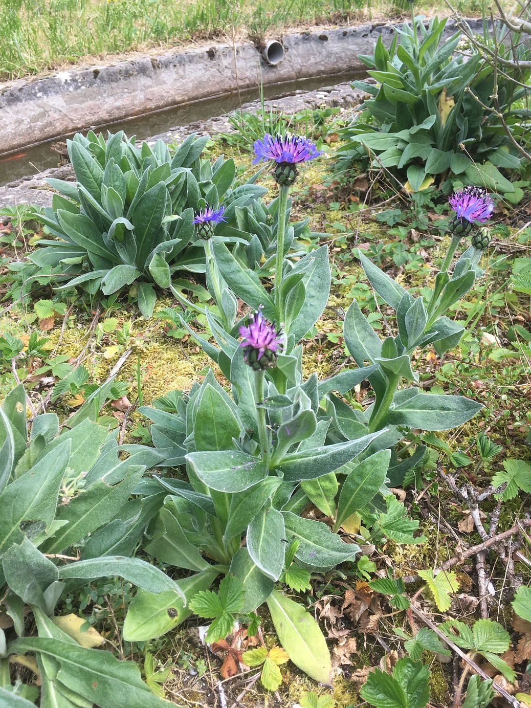 Annexe Vue densemble.jpg