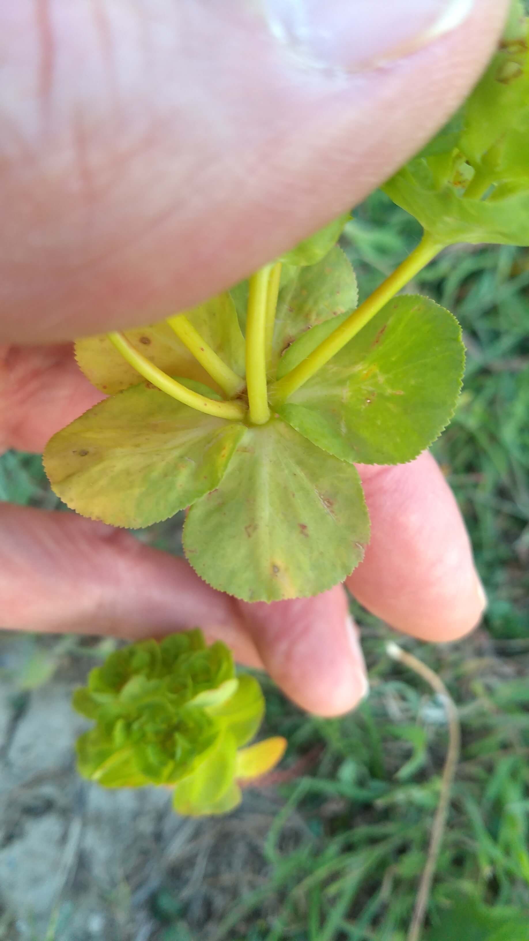 Annexe euphorbe3_feuilles.jpg