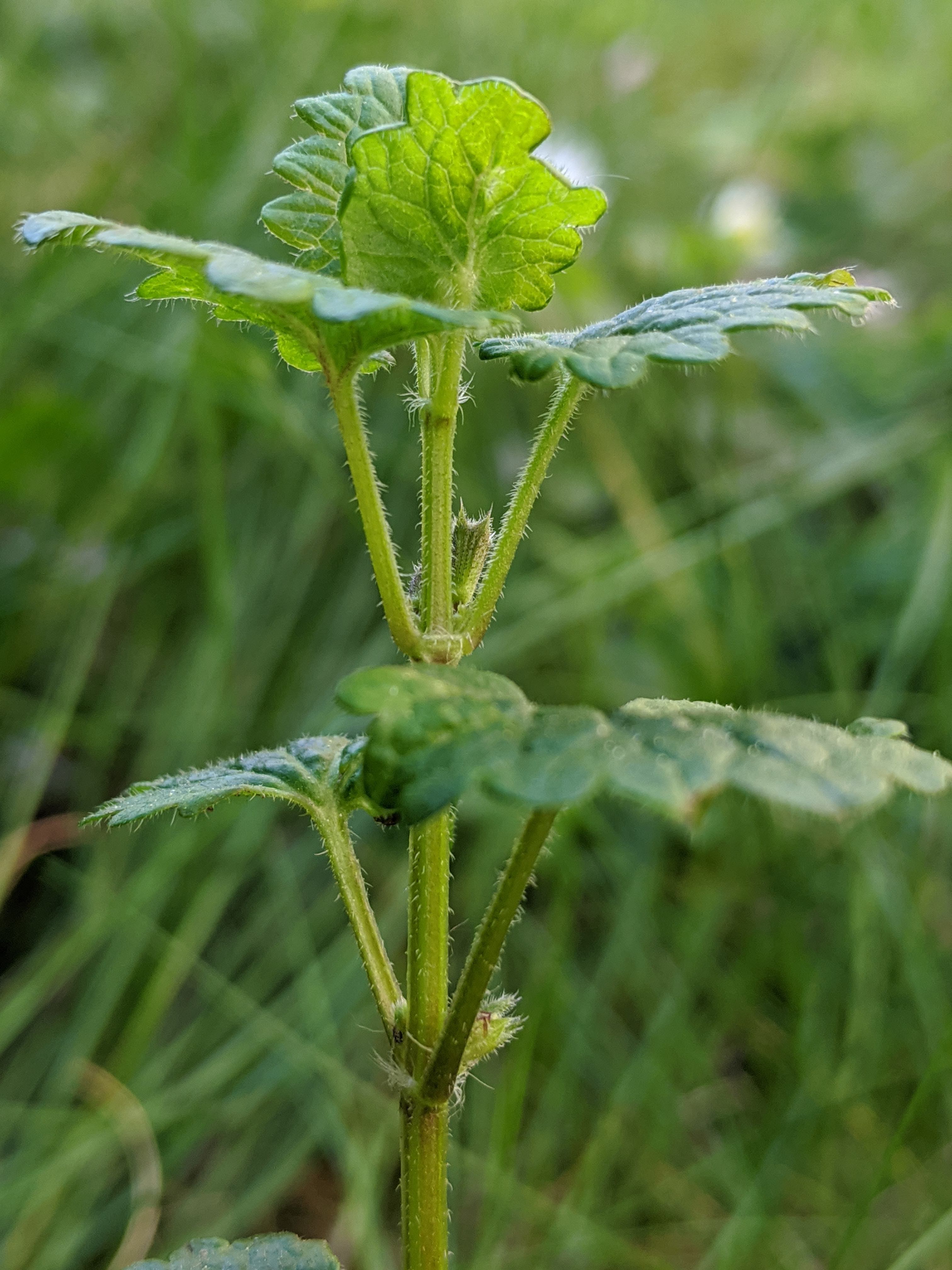 Annexe tige et feuille_présence de poils.jpg