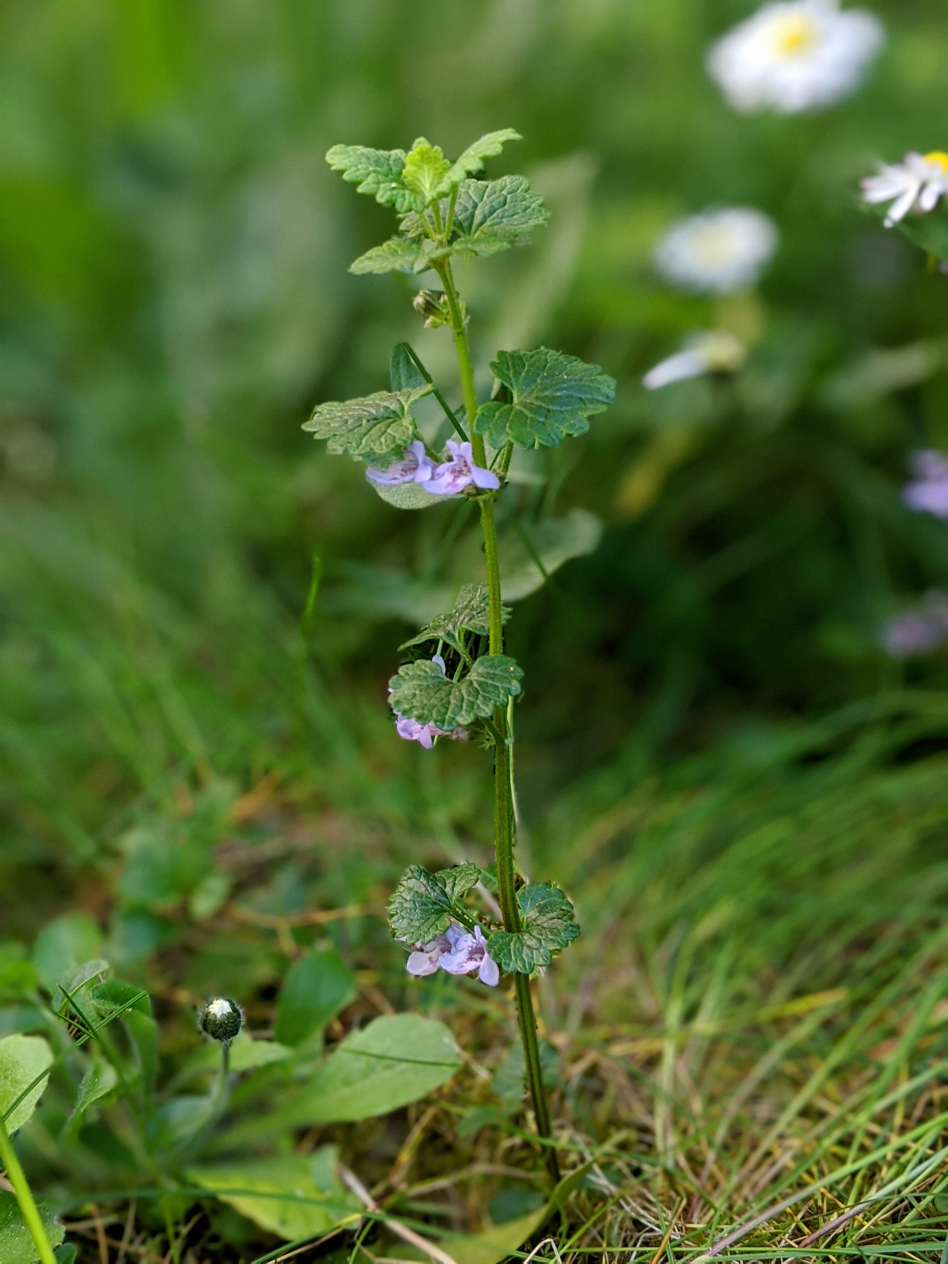 Annexe vue globale.jpg