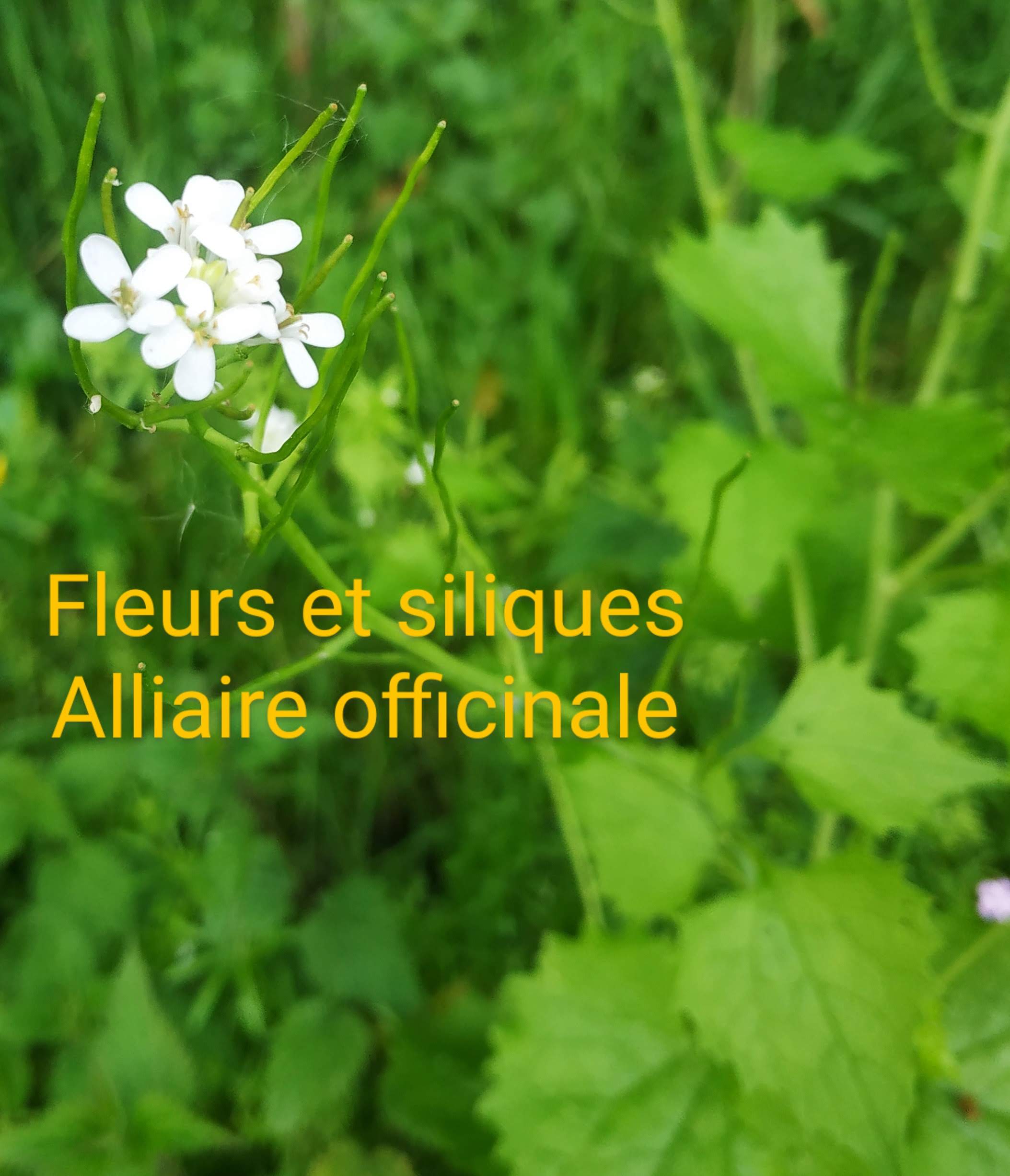 Annexe IMG_20200411_173032~2.jpg