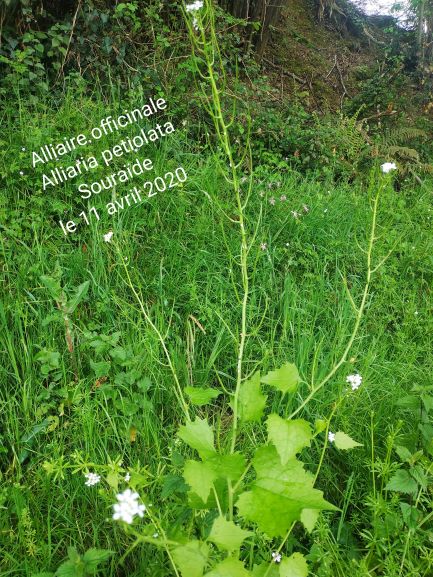 Annexe IMG_20200411_220347-1.jpg