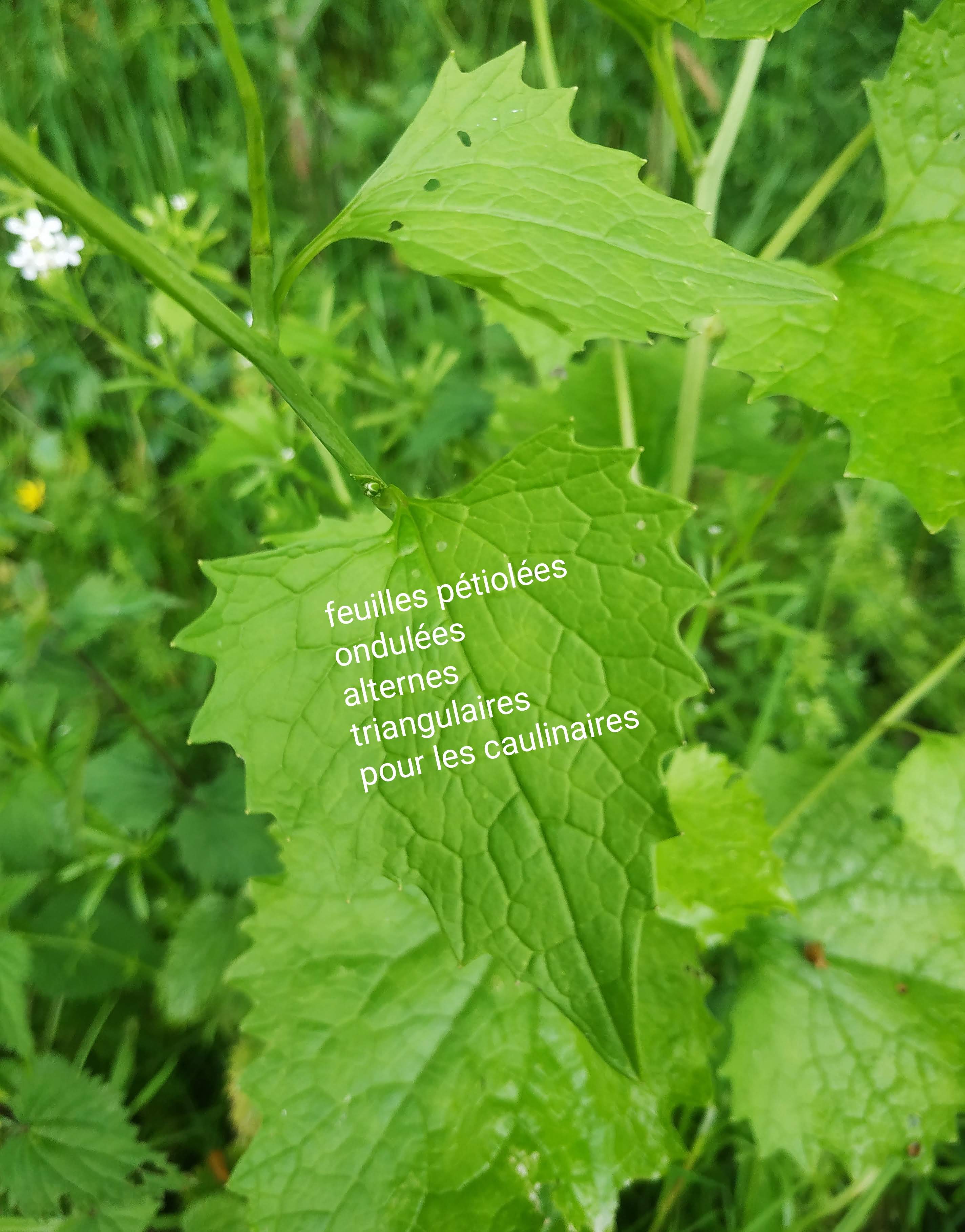 Annexe IMG_20200411_220833.jpg