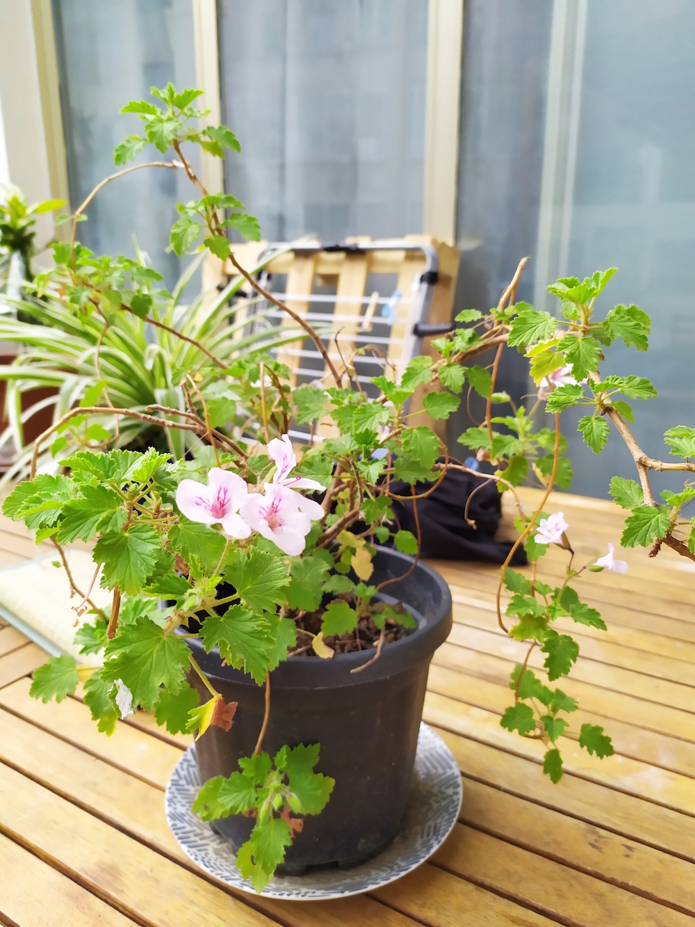 Annexe IMG_20200412_172304.jpg