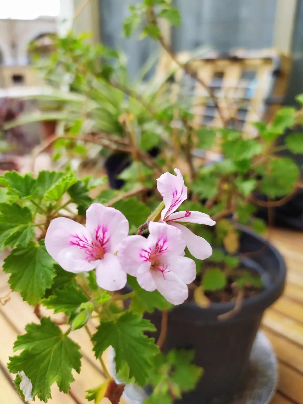 Annexe IMG_20200412_172315.jpg