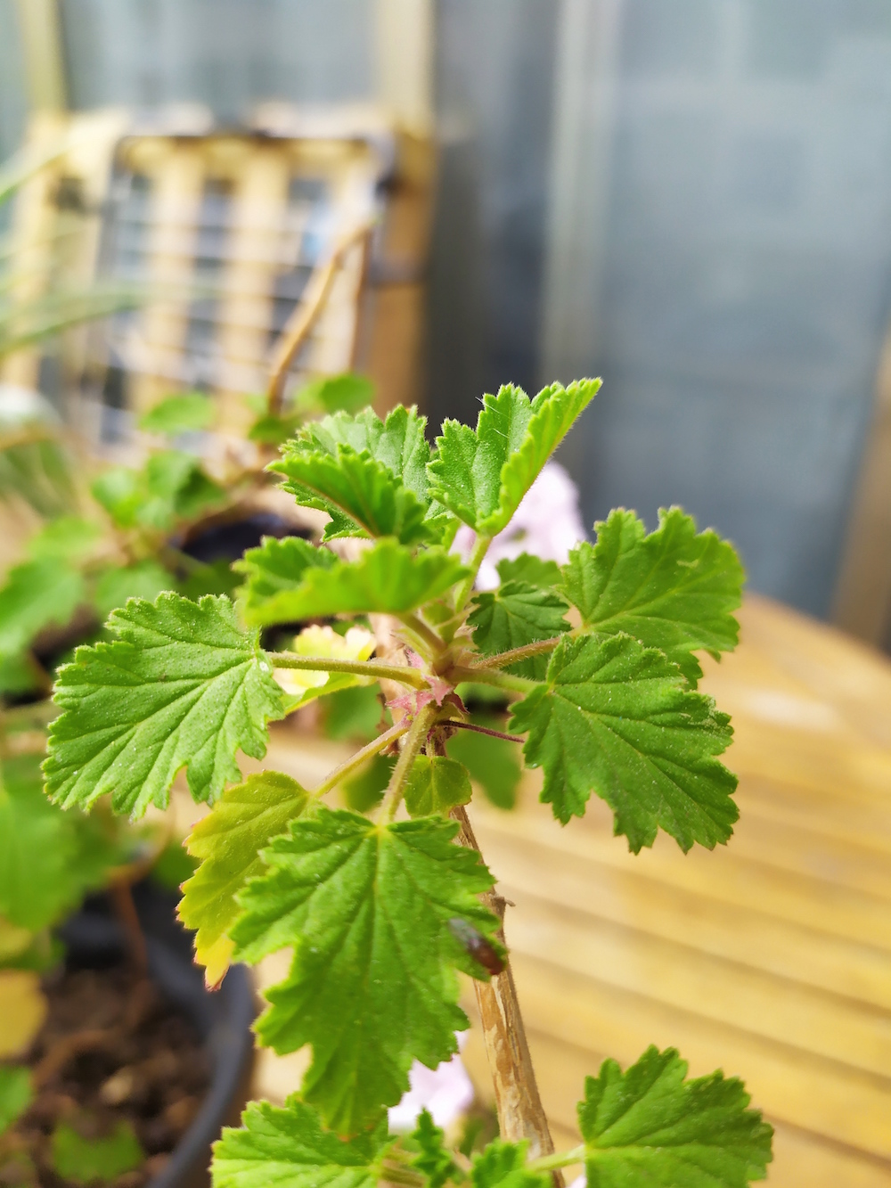 Annexe IMG_20200412_172327.jpg