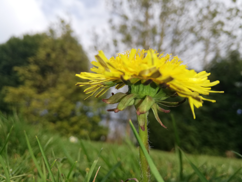 Annexe Pissenlit 1-2.png