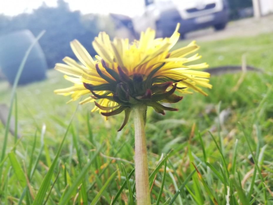 Annexe Pissenlit 2-2.jpg