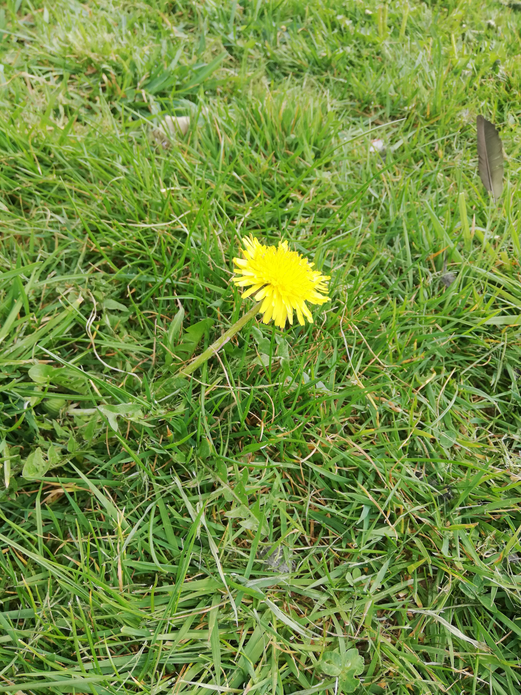 Annexe Pissenlit 3-2.jpg