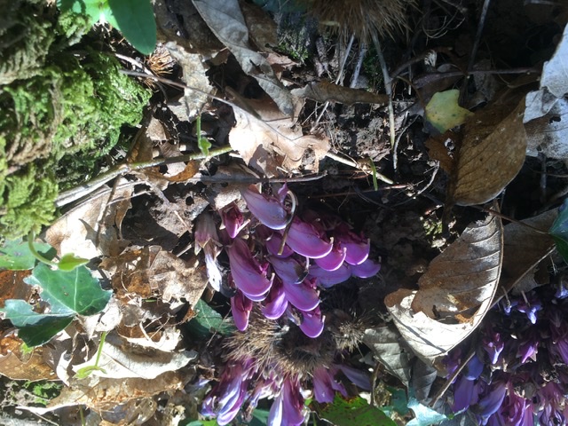 Annexe 4822C438-9140-4713-9F7C-28B5B467749E.jpeg