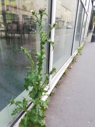 Annexe carduus entiere.jpg