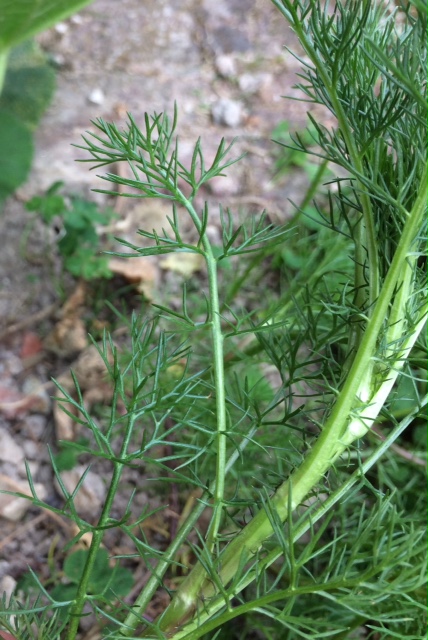 Annexe 6CA24783-70CE-404D-BA4D-D31B6C343EBB.jpeg