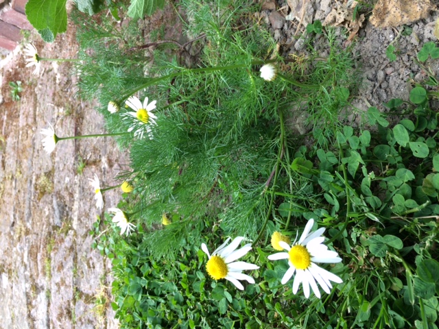 Annexe D3C1DE64-CCC4-44A0-98B6-386855489D41.jpeg