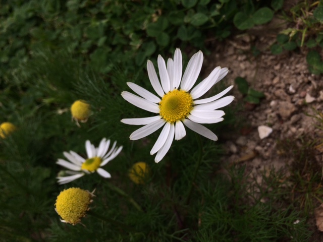 Annexe EB73D3BD-A13D-4C38-88B6-7DEAC3B6B853.jpeg