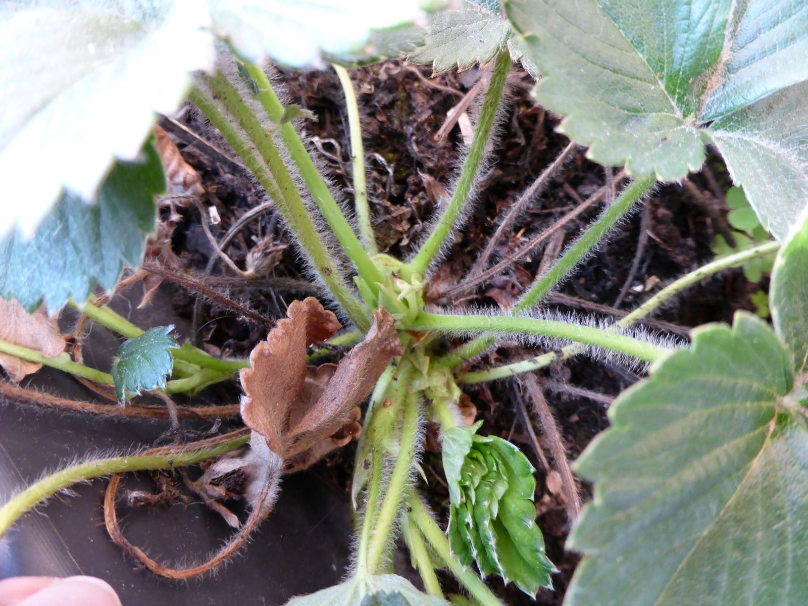 Annexe tiges fraisier.JPG