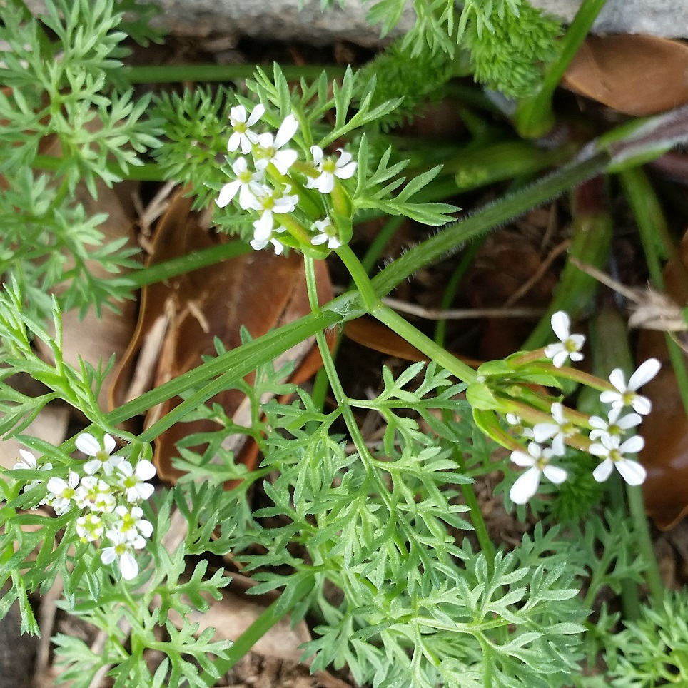 Annexe 20200411_080026.jpg