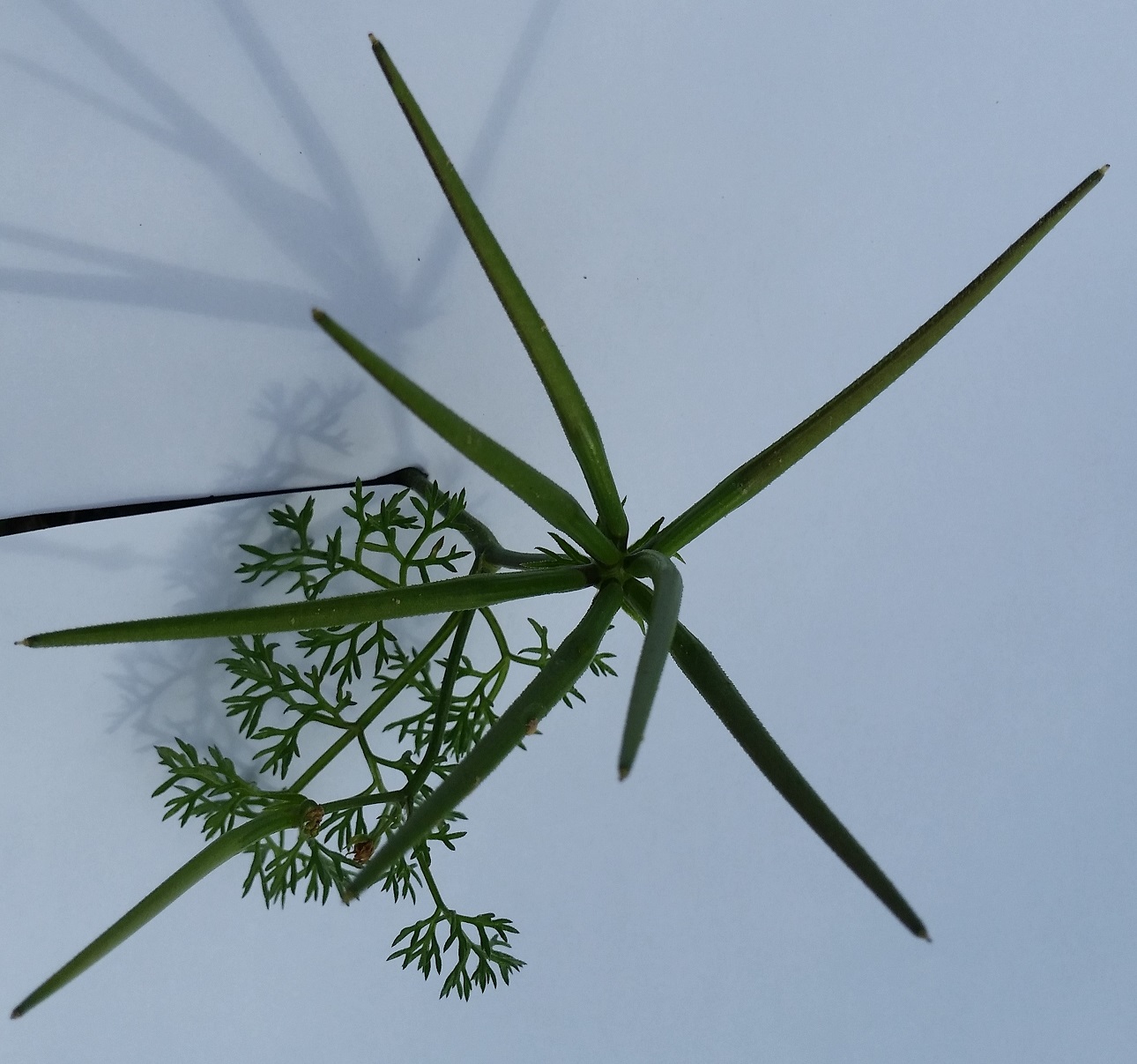 Annexe 20200411_080319.jpg