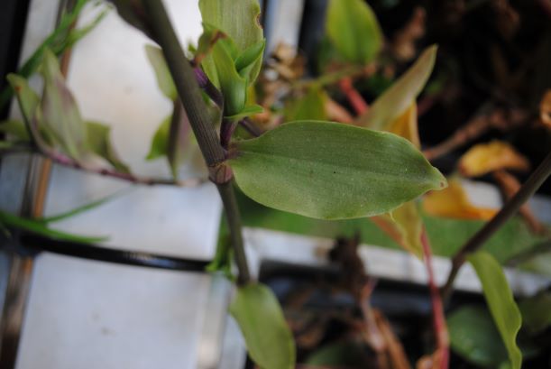 Annexe feuille de tige.JPG