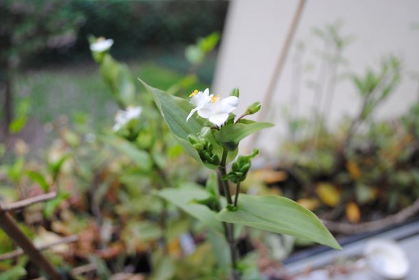 Annexe inflorescence.JPG