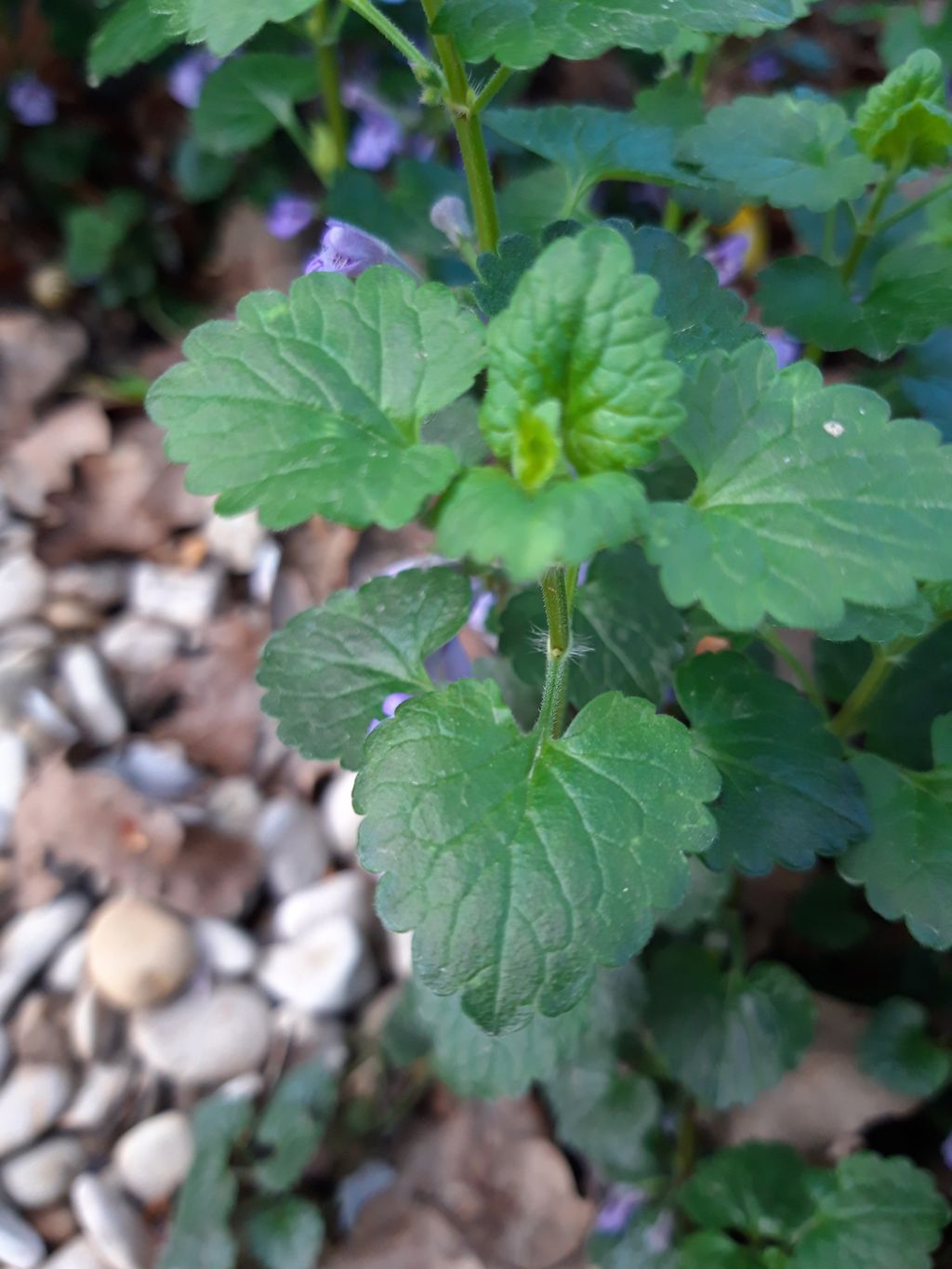 Annexe 20200412Lierre terrestre feuille.jpg