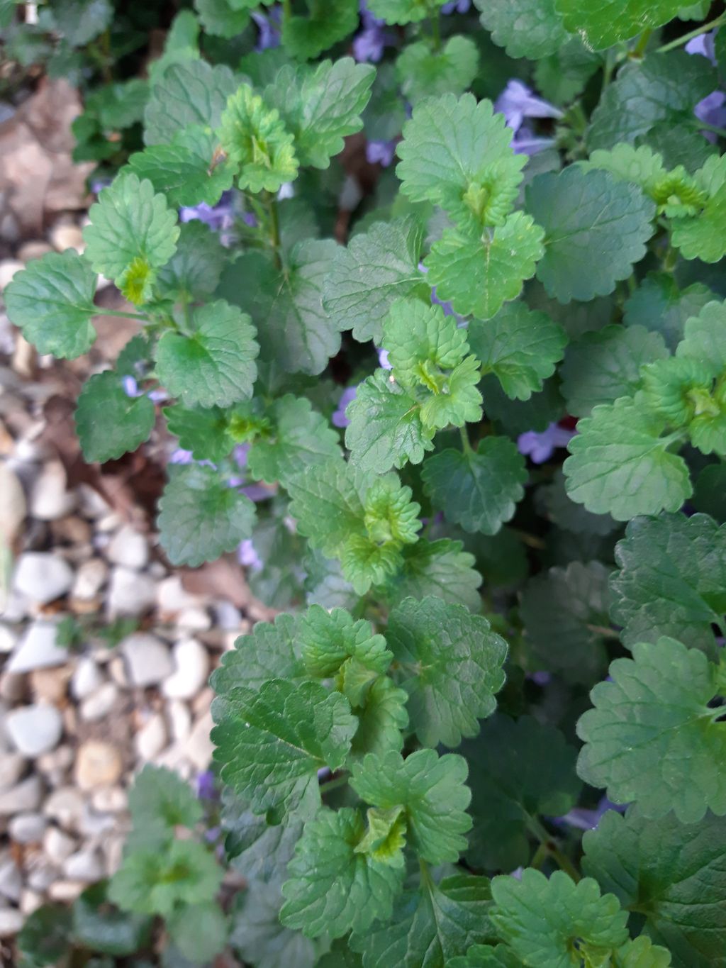 Annexe 20200412_Lierre terrestre feuille vue de haut.jpg