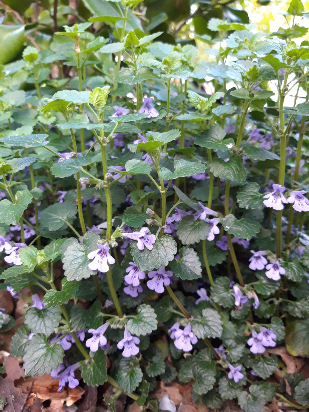 Annexe 20200412_Lierre terrestre fleur.jpg