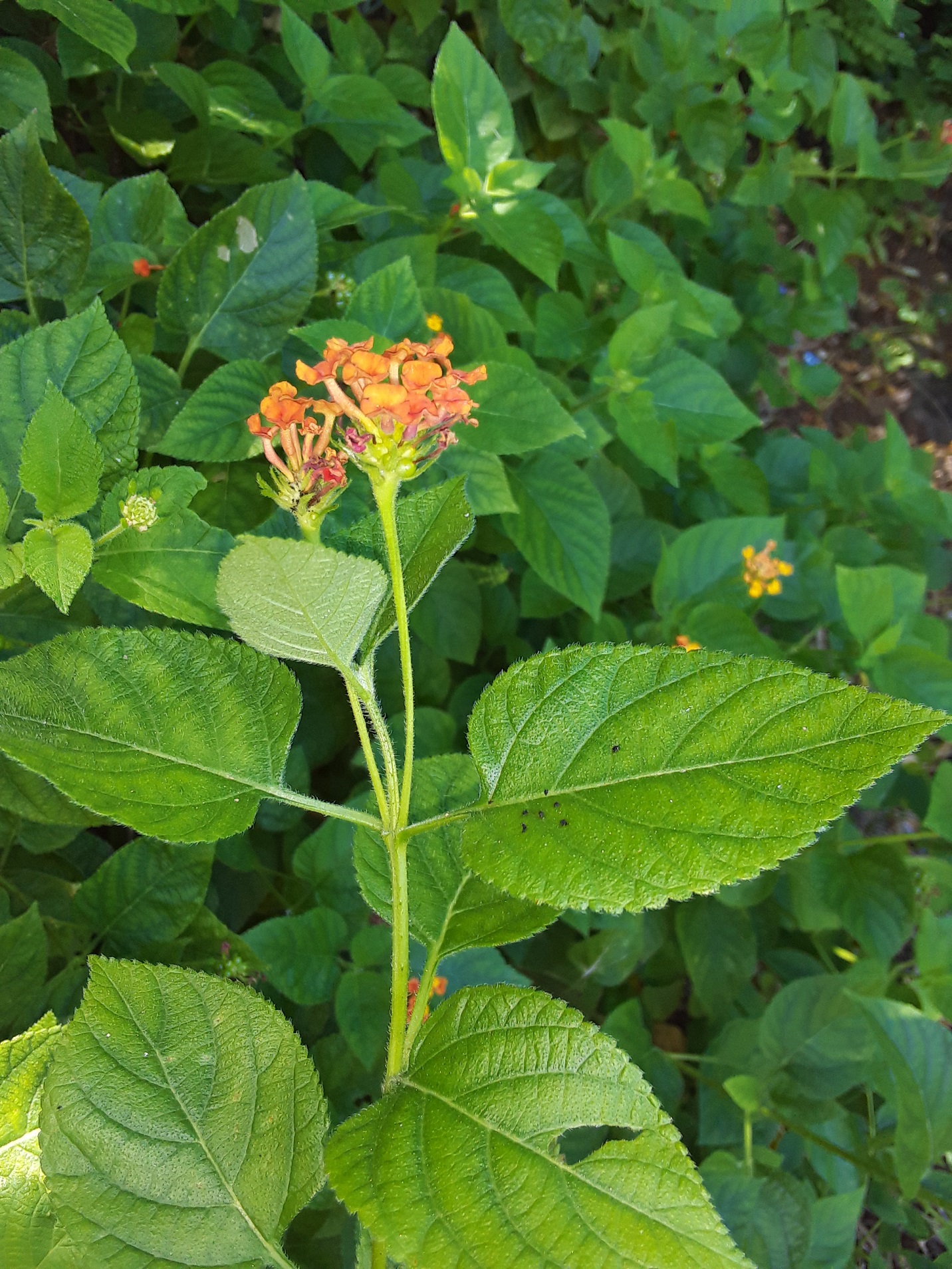 Annexe Feuilles et fleurs.jpg