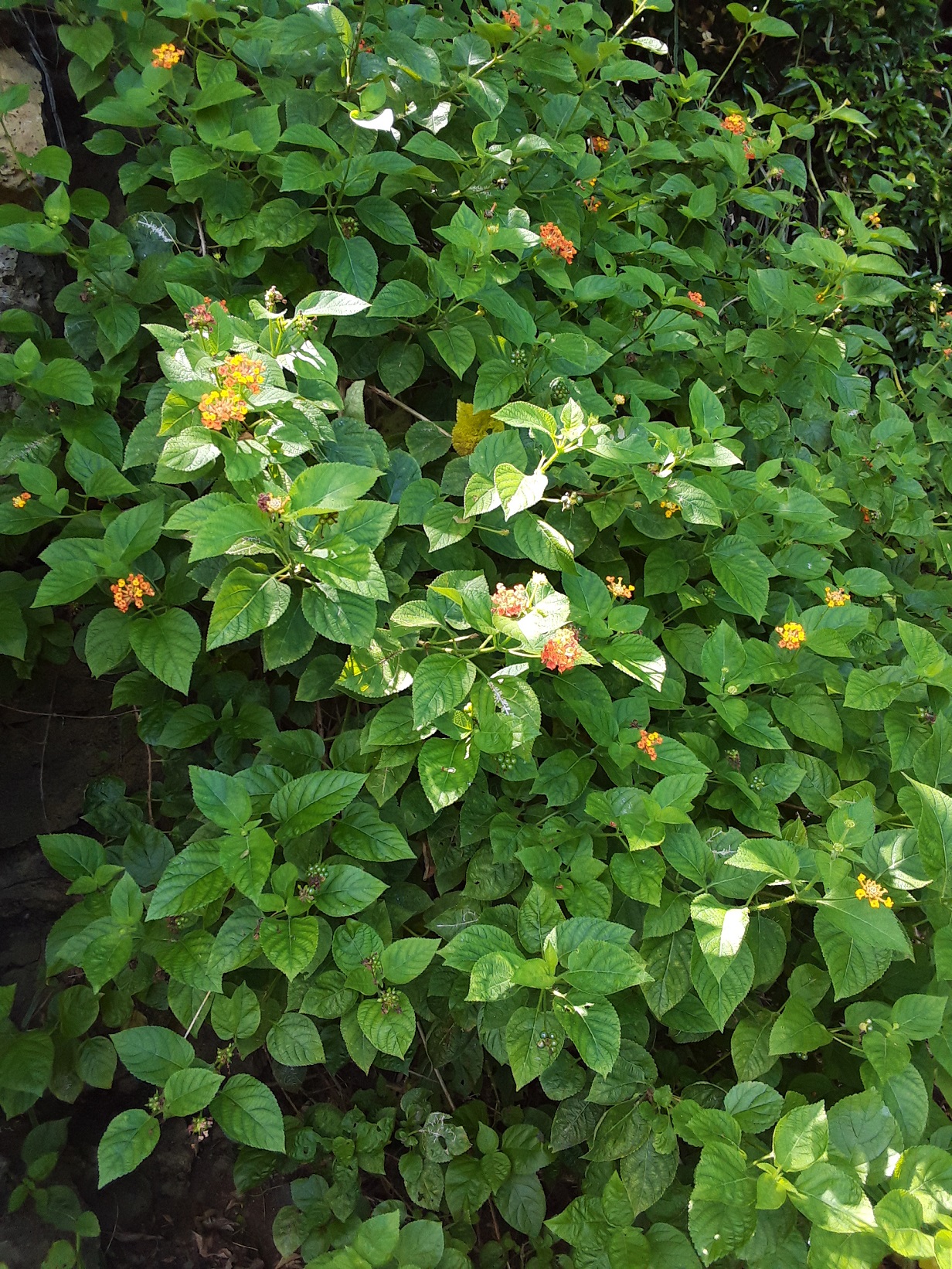 Annexe Plante entière .jpg