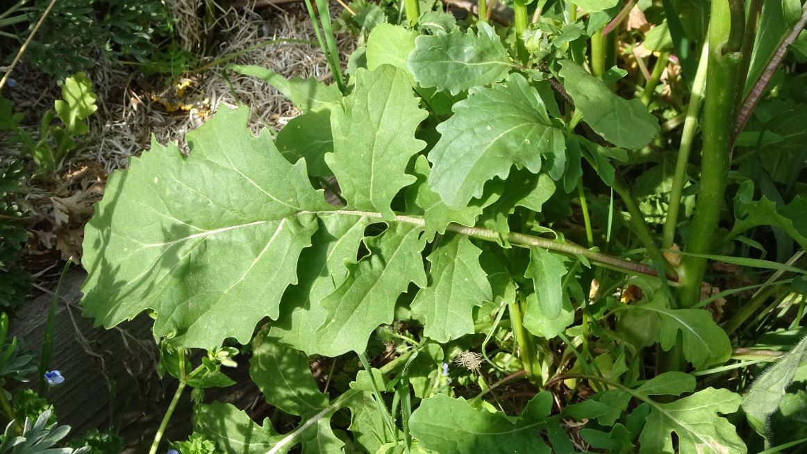 Annexe feuille basale.JPG