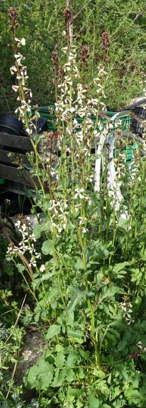 Annexe plante complète.JPG