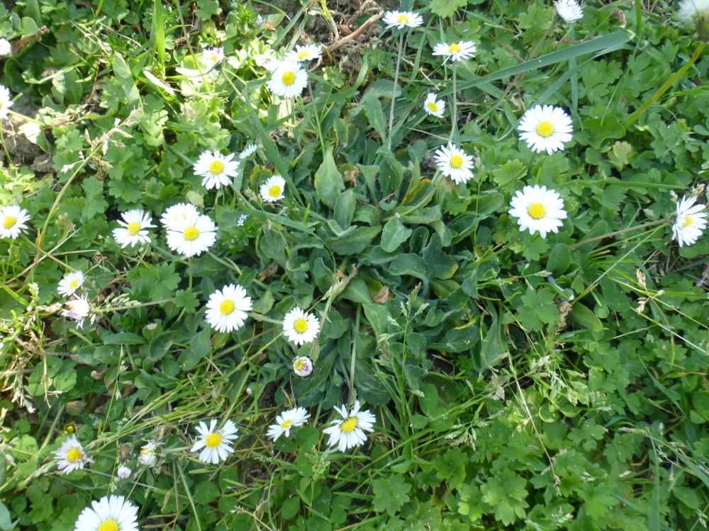 Annexe forum telabotanica.JPG