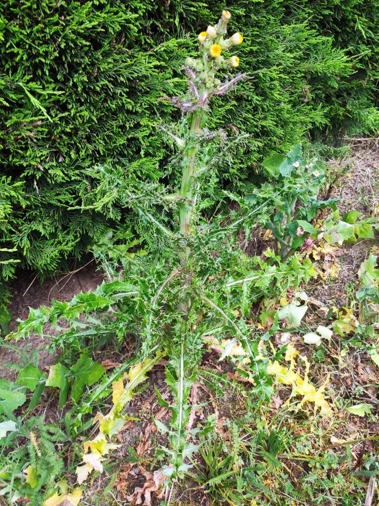 Annexe IMG_20200413_100938.jpg