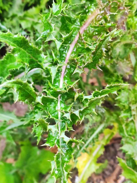 Annexe IMG_20200413_101029.jpg