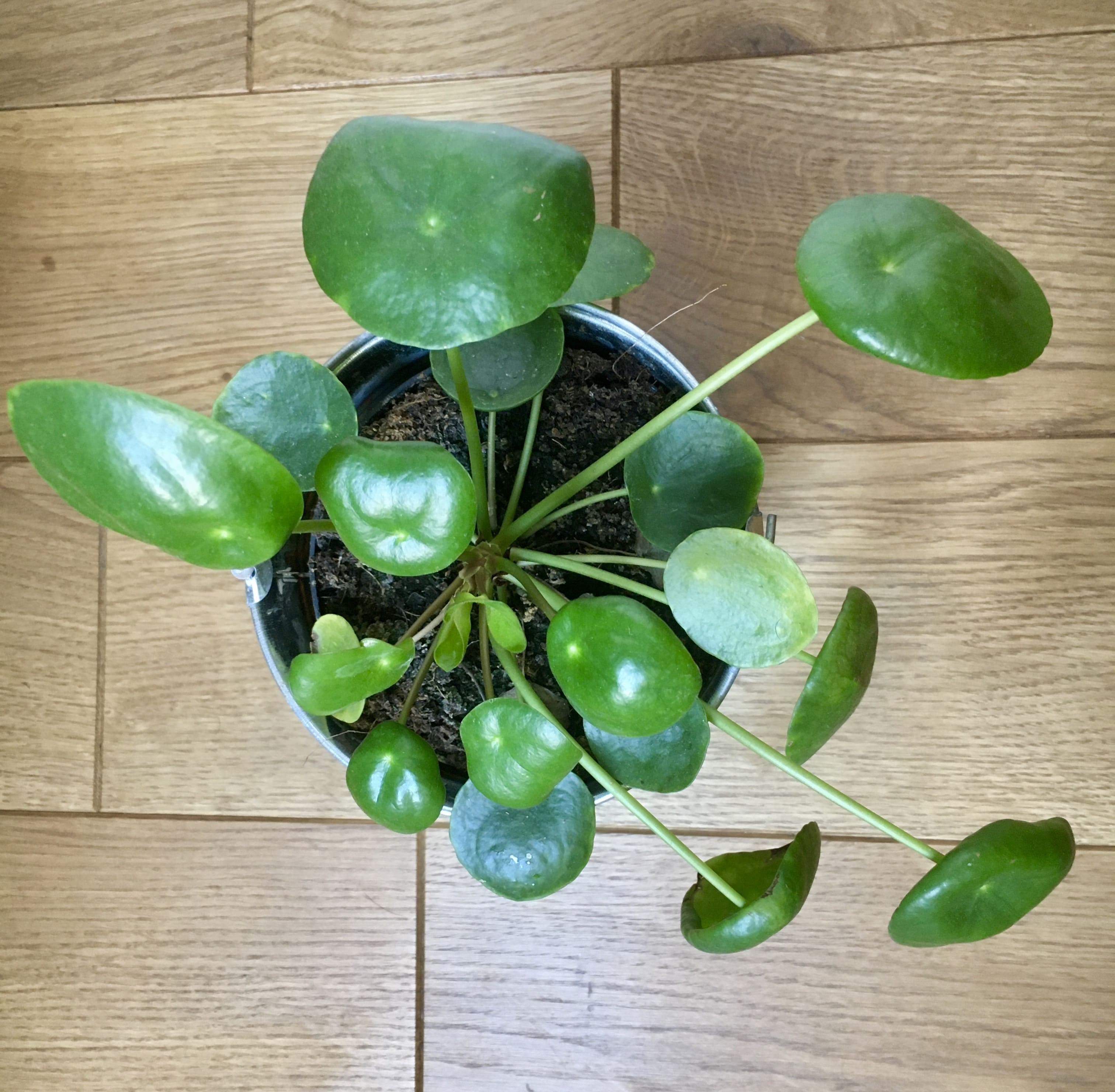 Annexe fullsizeoutput_221d-min.jpeg