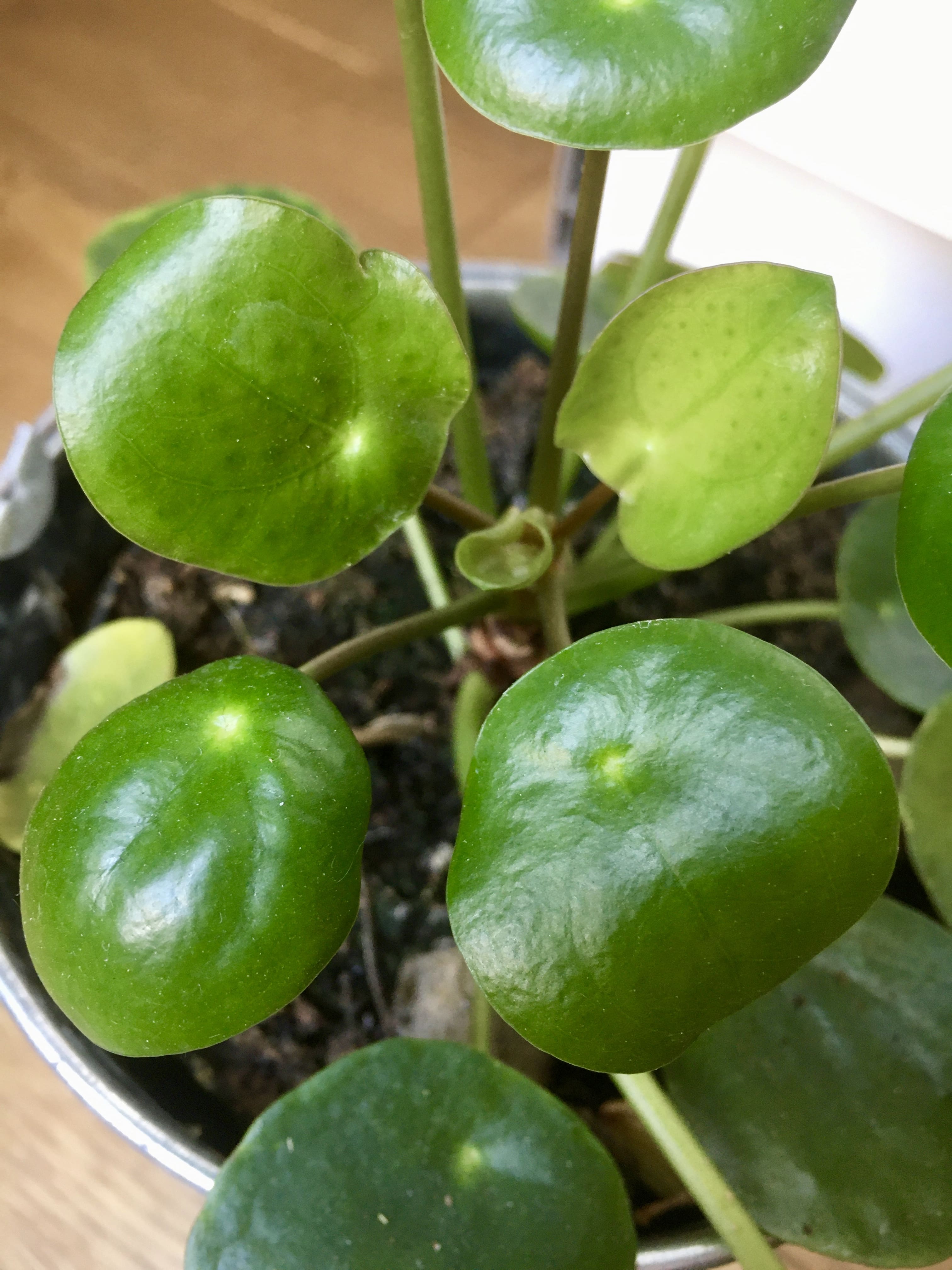 Annexe fullsizeoutput_221f-min.jpeg